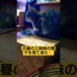 何か目が見えない老狸が迷い込んで来た言われ…一旦帰宅し、昼飯食いながら老狸と三姉妹の様子を観察してきた #cat #猫のいる暮らし #ねこのいる生活