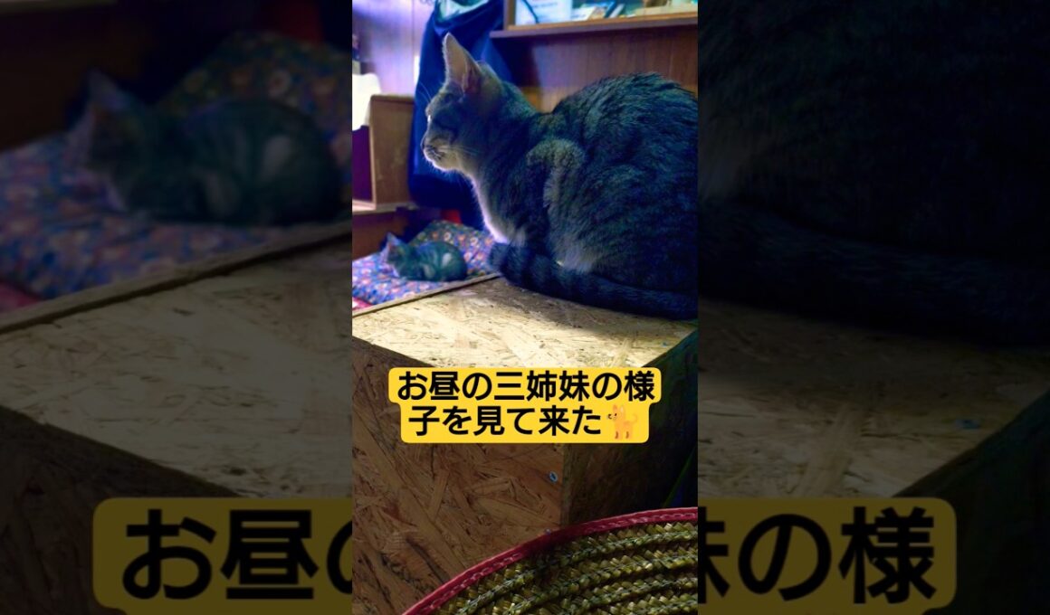 何か目が見えない老狸が迷い込んで来た言われ…一旦帰宅し、昼飯食いながら老狸と三姉妹の様子を観察してきた #cat #猫のいる暮らし #ねこのいる生活