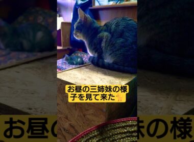 何か目が見えない老狸が迷い込んで来た言われ…一旦帰宅し、昼飯食いながら老狸と三姉妹の様子を観察してきた #cat #猫のいる暮らし #ねこのいる生活
