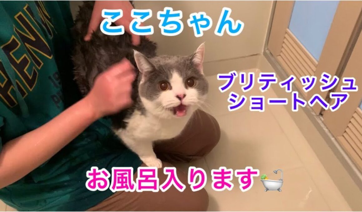 ブリティッシュショートヘアのここちゃんをお風呂にいれたら数か月ぶりに、にゃ～の声を聞いたよ。