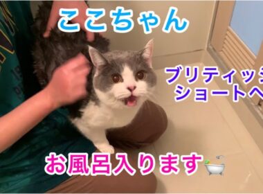 ブリティッシュショートヘアのここちゃんをお風呂にいれたら数か月ぶりに、にゃ～の声を聞いたよ。