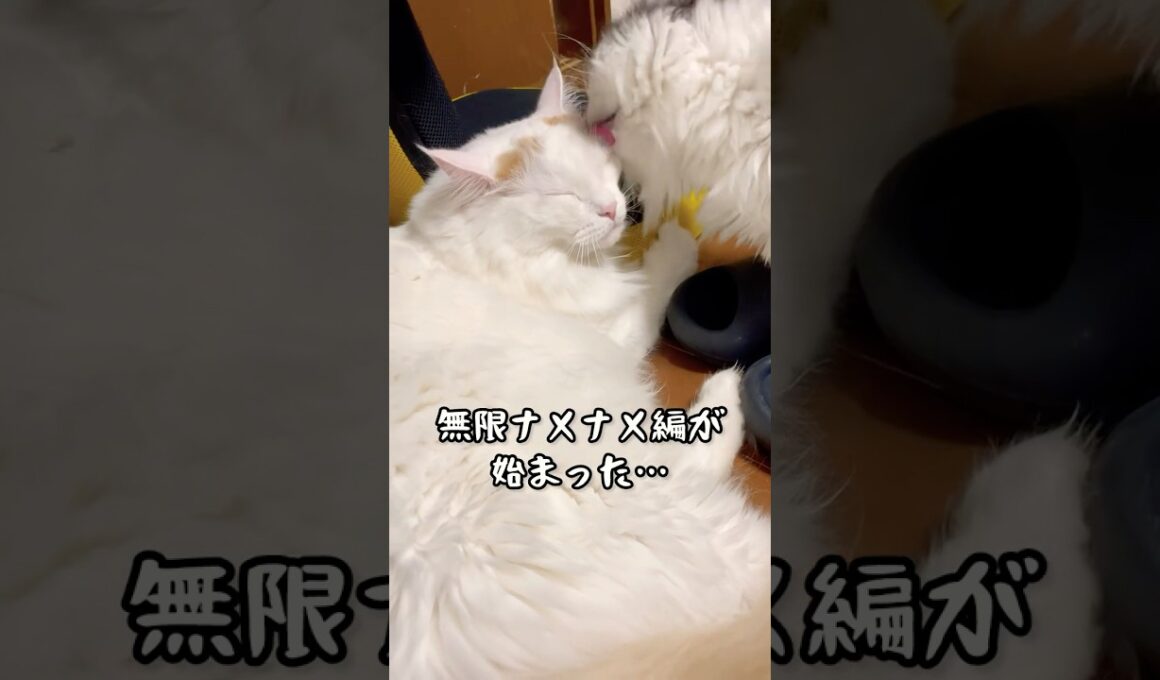 無限ナメナメを受け止めるおチビ #ラガマフィン マンチカン
