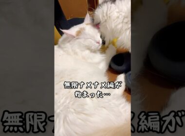 無限ナメナメを受け止めるおチビ #ラガマフィン マンチカン