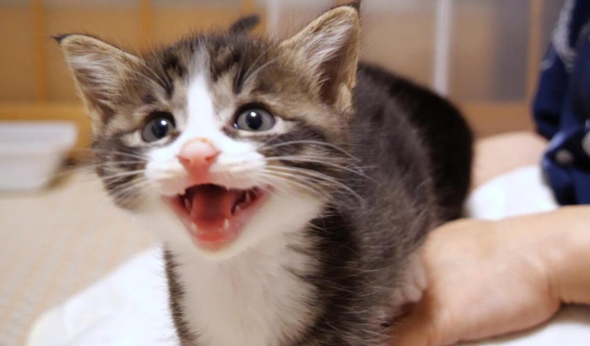 子猫のユメちゃんチコちゃんのオフショット 3【赤ちゃん猫　保護猫】