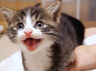 子猫のユメちゃんチコちゃんのオフショット 3【赤ちゃん猫　保護猫】