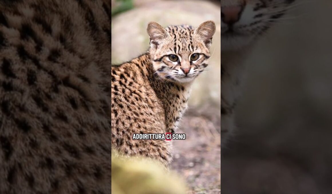 #gattosafari #safari #amantideigatti #robertacatani #perte #educatorefelino #consulentefelino