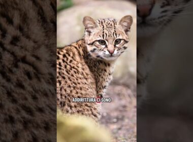 #gattosafari #safari #amantideigatti #robertacatani #perte #educatorefelino #consulentefelino