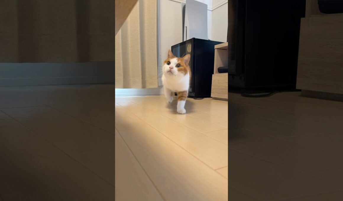 このたゆんたゆんしてるところって何🤔？ #おもしろ猫 #猫のいる暮らし #猫のいる生活 #cat #スコティッシュフォールド