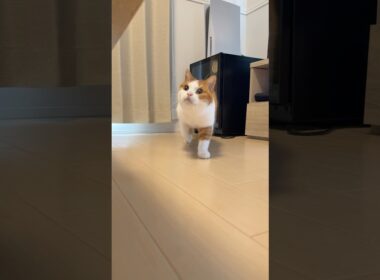 このたゆんたゆんしてるところって何🤔？ #おもしろ猫 #猫のいる暮らし #猫のいる生活 #cat #スコティッシュフォールド