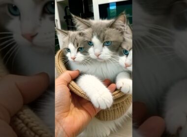 ラグドールマルちゃん　#cat  #cats  #catlovers  #ragdoll #猫のいる暮らし  #ラグドール