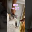 爆睡する大型猫にペンを差し込みにらまれる#メインクーン#shorts