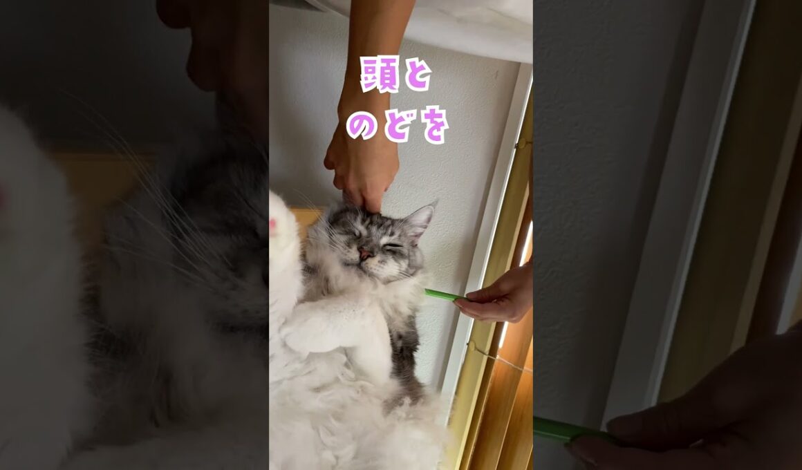 爆睡する大型猫にペンを差し込みにらまれる#メインクーン#shorts