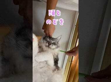 爆睡する大型猫にペンを差し込みにらまれる#メインクーン#shorts