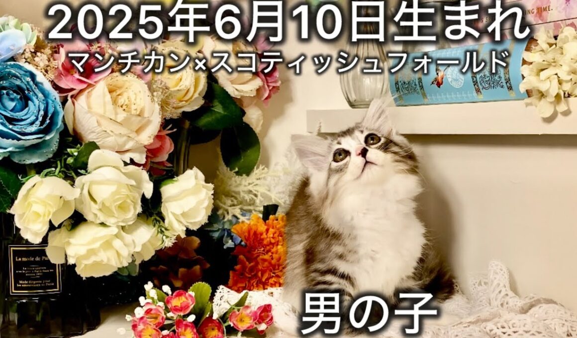 ☆ブラウンマッカレルタビー☆2025年6月10日生まれ https://www.petstation.jp/shop/MacherieAmi