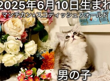 ☆ブラウンマッカレルタビー☆2025年6月10日生まれ https://www.petstation.jp/shop/MacherieAmi
