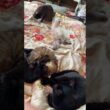 キジシロのルル「さあ、ゆっくり稽古だ。シャムの子ネコ雫ちゃん」そばには、黒猫くー、黒夢とキジシロ子ネコ来夢が