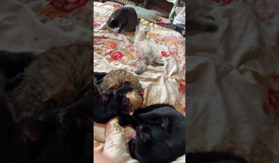 キジシロのルル「さあ、ゆっくり稽古だ。シャムの子ネコ雫ちゃん」そばには、黒猫くー、黒夢とキジシロ子ネコ来夢が