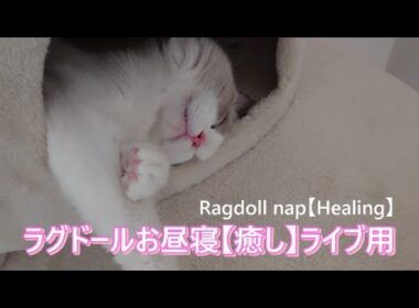 ラグドールの昼寝配信#癒し