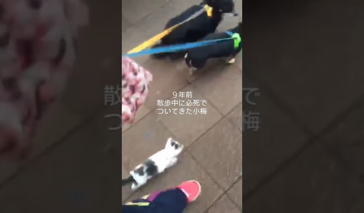 インスタ150万再生！散歩中に必死でついてきた子猫・小梅の今