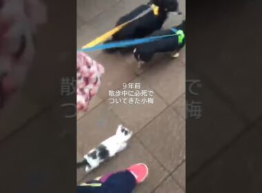 インスタ150万再生！散歩中に必死でついてきた子猫・小梅の今