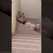 階段で立ち止まる毛のない猫たち【スフィンクス】