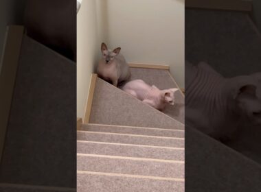 階段で立ち止まる毛のない猫たち【スフィンクス】