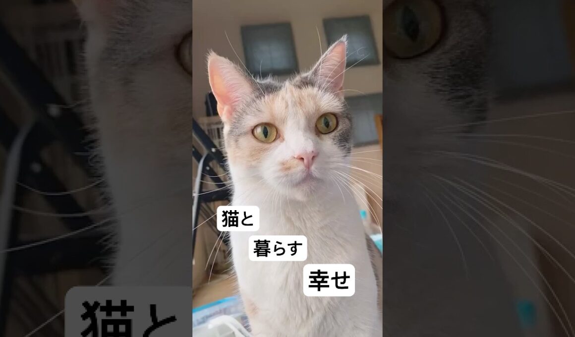 猫と暮らす幸せ