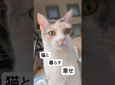 猫と暮らす幸せ