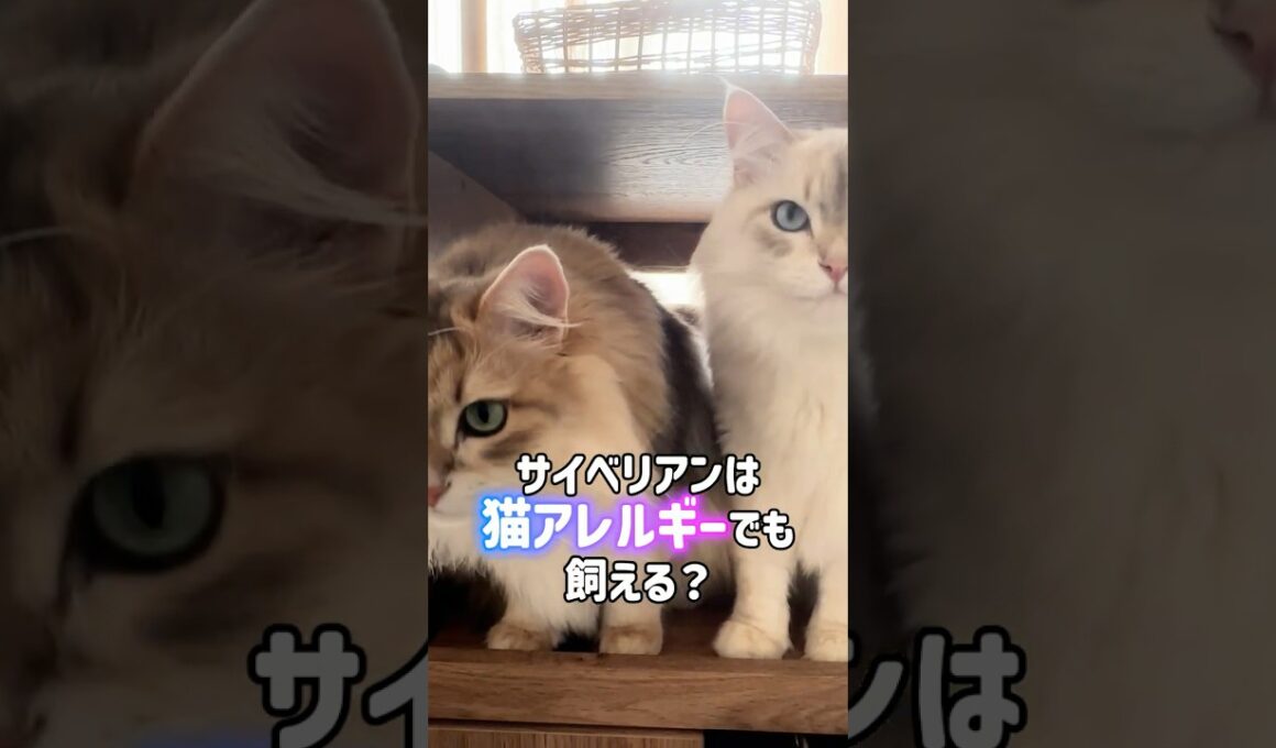 サイベリアンは猫アレルギーでも飼える？！😿💊