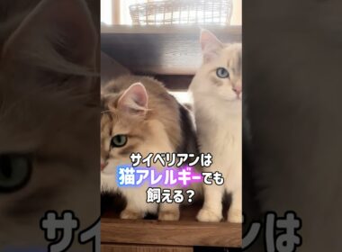 サイベリアンは猫アレルギーでも飼える？！😿💊