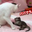 母猫を失った子猫に急にパパ猫が出来ました