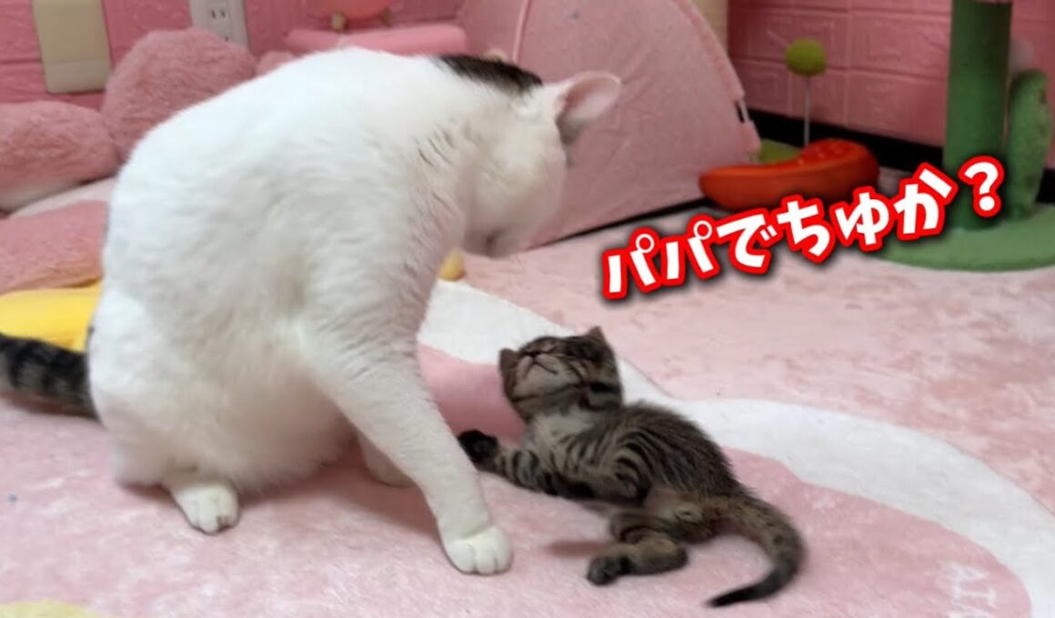 母猫を失った子猫に急にパパ猫が出来ました