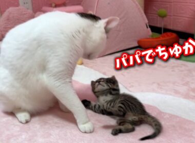 母猫を失った子猫に急にパパ猫が出来ました
