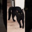 やんのか黒猫　#ボンベイ #子猫 #cat #bombay #ねこ #ねこ動画 #ねこのいる生活 #猫のいる暮らし #やんのかステップ #かわいい #癒やし
