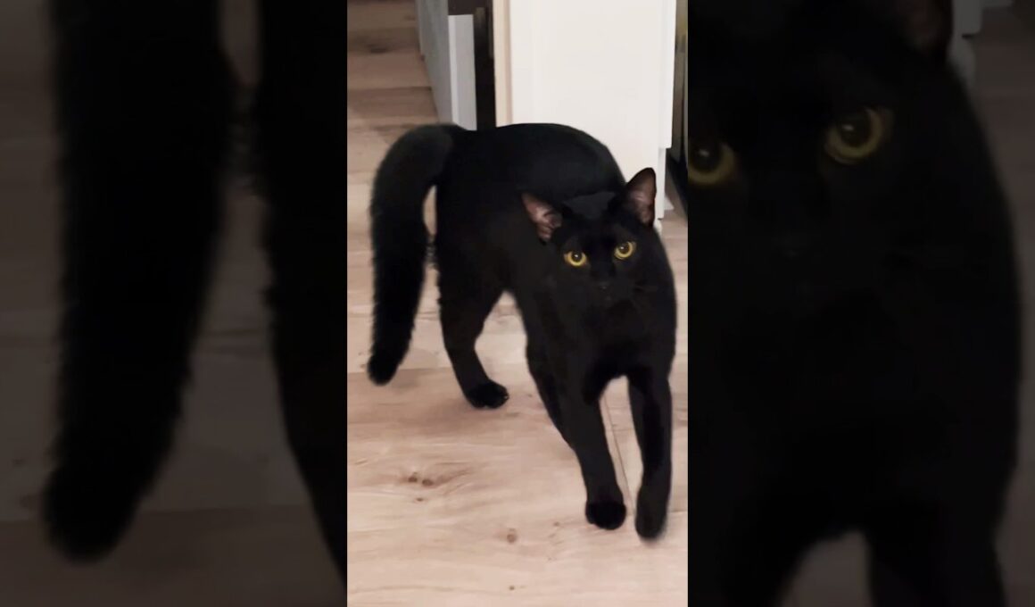 やんのか黒猫　#ボンベイ #子猫 #cat #bombay #ねこ #ねこ動画 #ねこのいる生活 #猫のいる暮らし #やんのかステップ #かわいい #癒やし