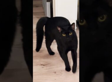 やんのか黒猫　#ボンベイ #子猫 #cat #bombay #ねこ #ねこ動画 #ねこのいる生活 #猫のいる暮らし #やんのかステップ #かわいい #癒やし