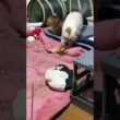 キジシロのルル、黒猫くー、シャムの子ネコ雫と、柄の長いネコジャラシで遊びました