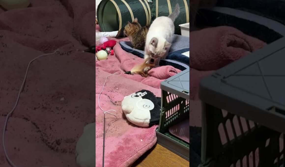 キジシロのルル、黒猫くー、シャムの子ネコ雫と、柄の長いネコジャラシで遊びました