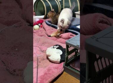 キジシロのルル、黒猫くー、シャムの子ネコ雫と、柄の長いネコジャラシで遊びました