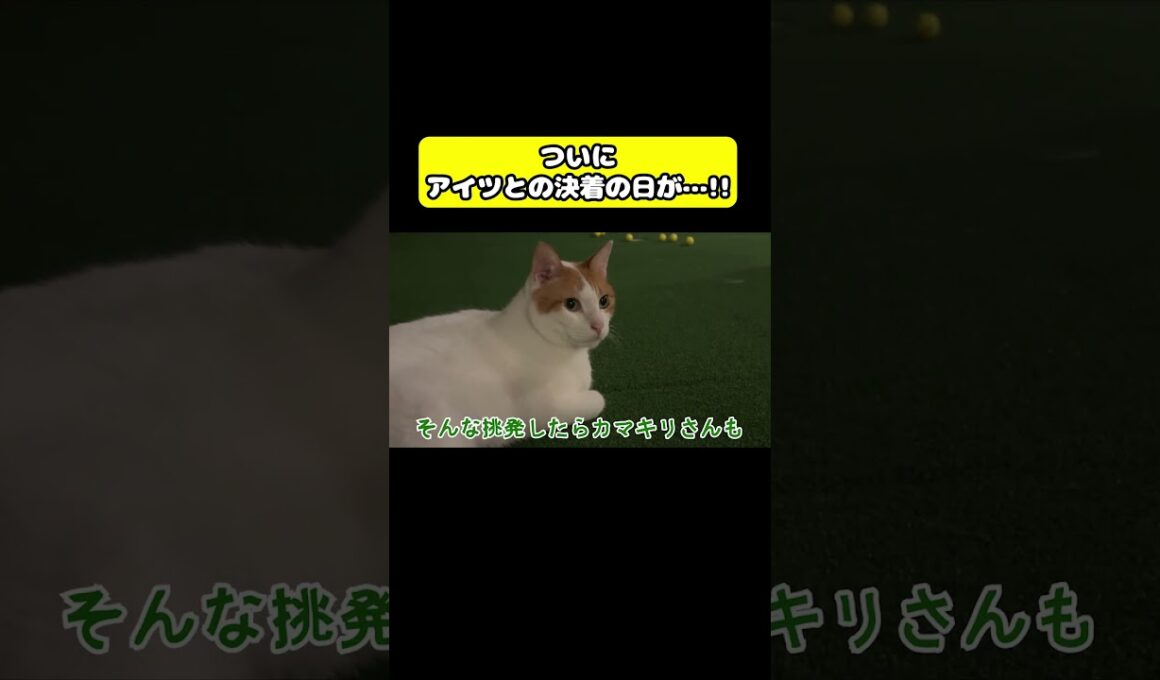 決着の日　#猫 #おもしろ #アテレコ #ニャンチューバーつくし
