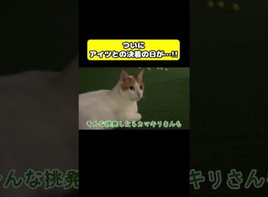 決着の日　#猫 #おもしろ #アテレコ #ニャンチューバーつくし