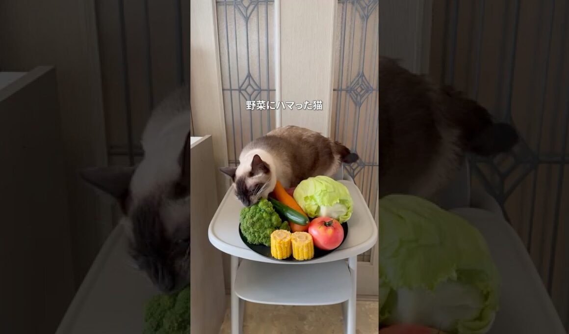 野菜にハマった猫