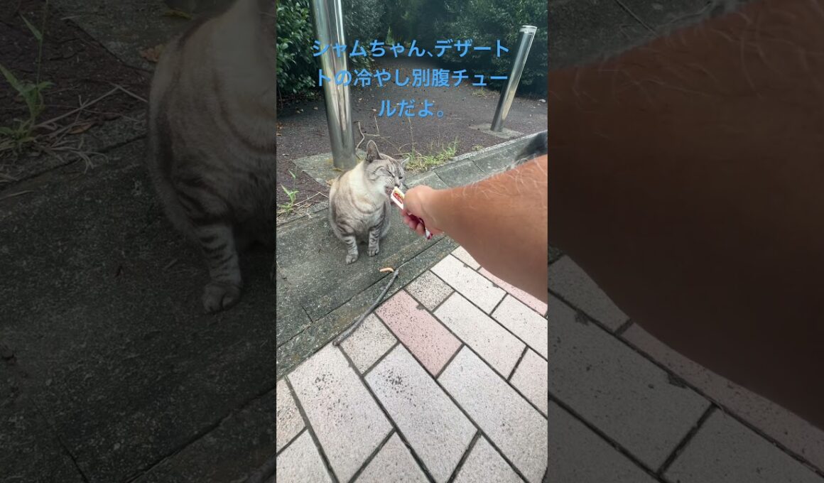 シャムちゃん、デザートの冷やしチュールだよ