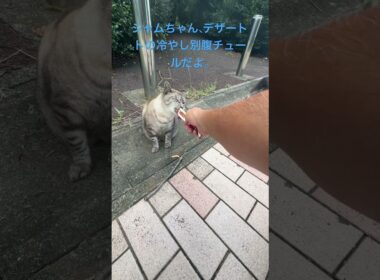 シャムちゃん、デザートの冷やしチュールだよ