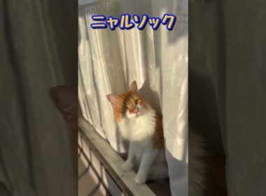 あなたとわたしでニャルソック