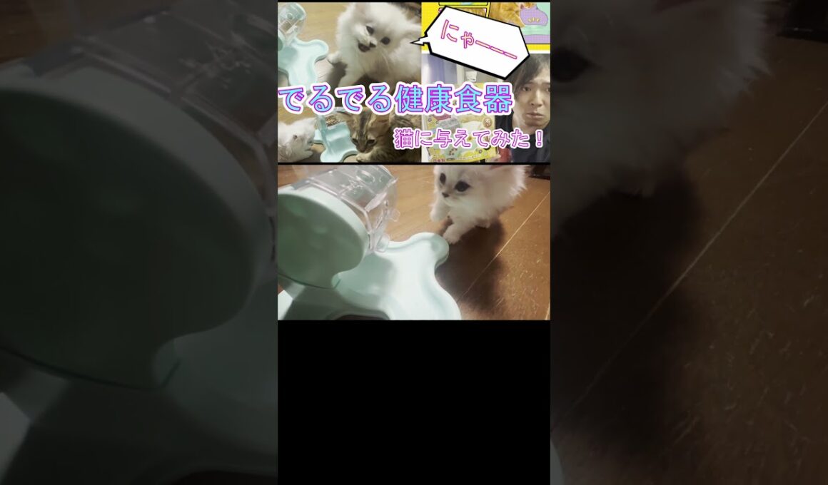 回してエサが出る！？【でるでる健康食器】をペルシャ猫の子猫に与えてみた！5　#shorts