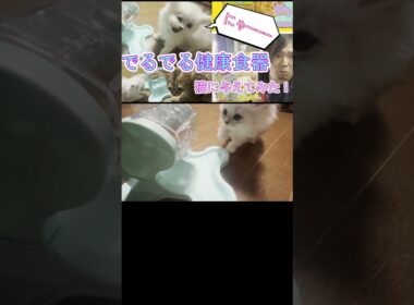 回してエサが出る！？【でるでる健康食器】をペルシャ猫の子猫に与えてみた！5　#shorts