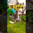 お昼コミュニティで話した老狸の動画です　僕の思い出保存の動画なので不快感や批判的感情の方は最初から閲覧不可でお願いします#たぬき 　#保護動物