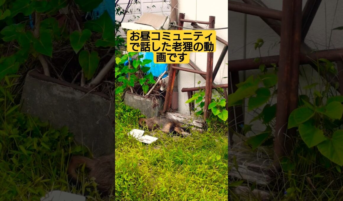 お昼コミュニティで話した老狸の動画です　僕の思い出保存の動画なので不快感や批判的感情の方は最初から閲覧不可でお願いします#たぬき 　#保護動物