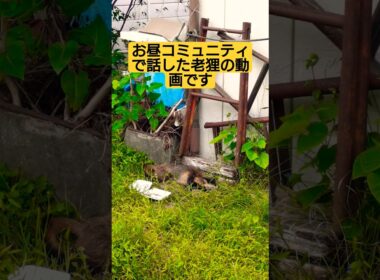 お昼コミュニティで話した老狸の動画です　僕の思い出保存の動画なので不快感や批判的感情の方は最初から閲覧不可でお願いします#たぬき 　#保護動物